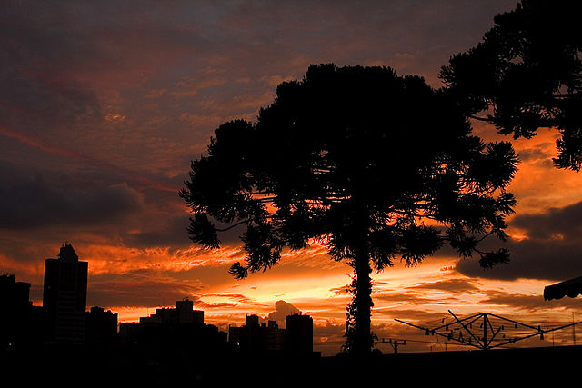 sunset_araucaria
